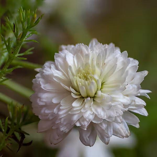 ローマンカモミール