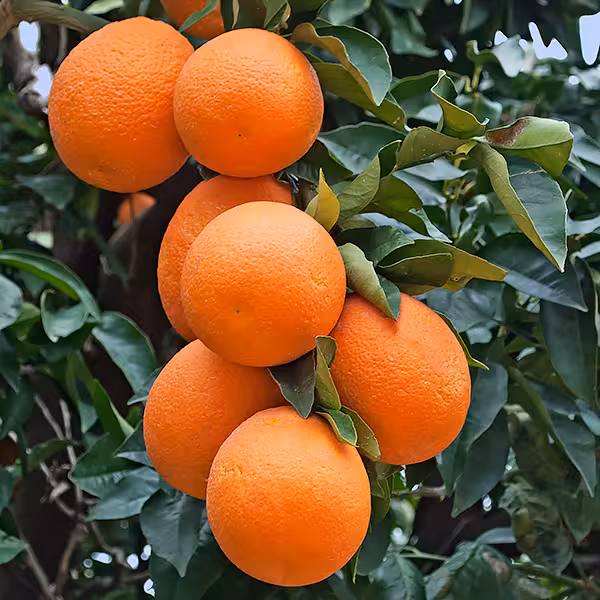 スイートオレンジ