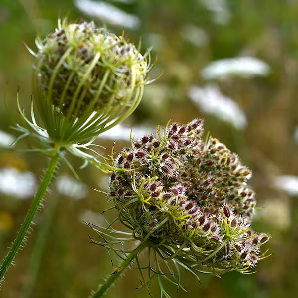 キャロット・シード