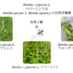 article's image