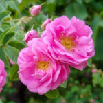 article's key visual