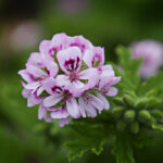 article's key visual