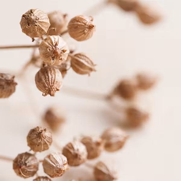 コリアンダー・シード