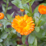 article's key visual