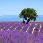 article's key visual