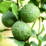 article's key visual