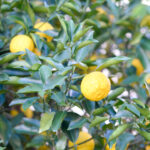 article's key visual