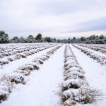 article's key visual